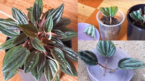 Peperomia caperata(Peperomia Rosso) plant Care and Propagation # ...