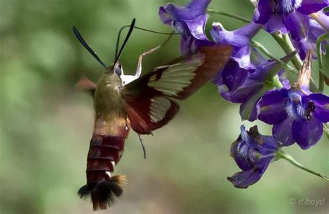 Keystone Flora Native Plants: Hummingbird Moth