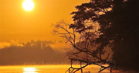 Cede Prudente Blog "Wildlife Photography in Borneo": Proboscis Monkeys of Borneo