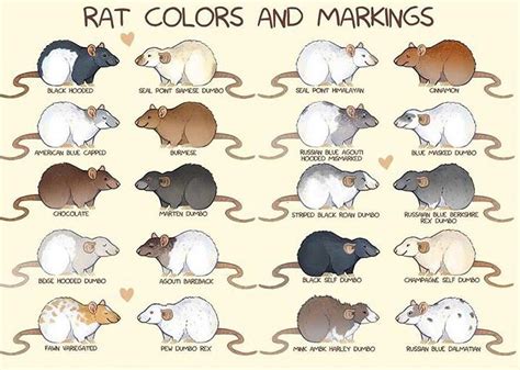 Spiffy Pet Care Tips... "Rat fur colors and markings." Informative. It ...