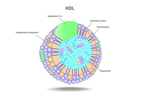 Familial HDL deficiency: MedlinePlus Genetics