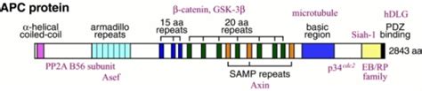 The domain structure of APC protein. Linear diagram of | Open-i