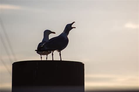 Gull Bird Animal - Free photo on Pixabay - Pixabay