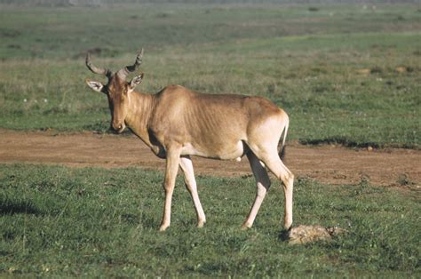 Hartebeest | African Antelope, Adaptable Mammal | Britannica