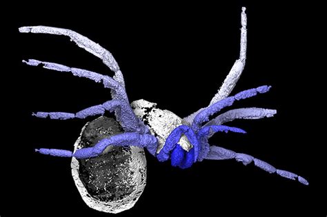 Discover 305 million-year-old spider fossils