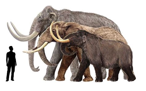 Mammoth origins, extinction and interaction with people - Archaeology Wiki