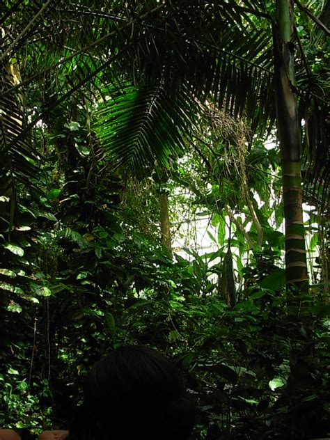 Rainforest: Tropical Rainforest Biome