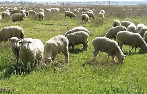 Beginner Guide to Have Better Sheep Farming - Counter Current News