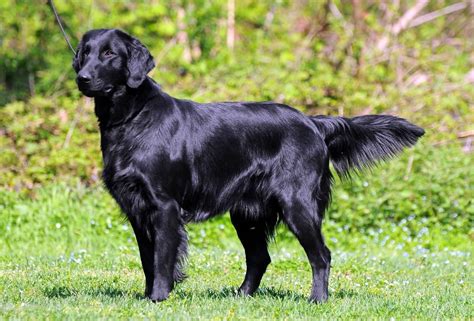 Flat-Coated Retriever | Flat coated retriever, Retriever dog, Retriever