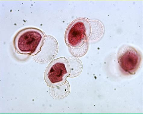 Pine Pollen Microscope