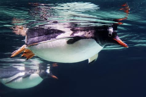 "Penguin", Sea Life Melbourne Aquarium, Melbourne | Sea life melbourne ...