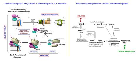 Cytochrome c oxidase (COX) biogenesis in health and disease ...