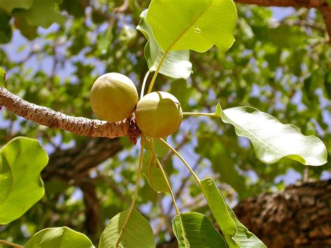 Shea fruit - CIFOR Knowledge