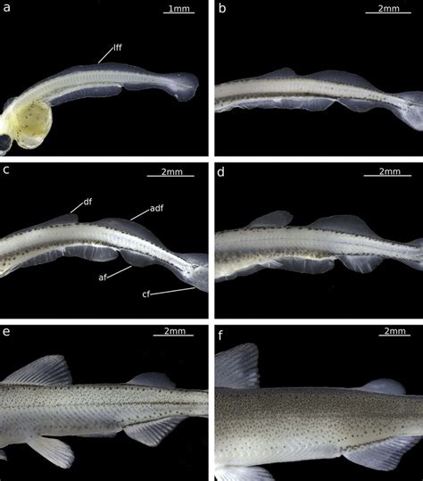 The ontogeny of the adipose fin in Coregonus maraena (Salmoniformes:... | Download Scientific ...