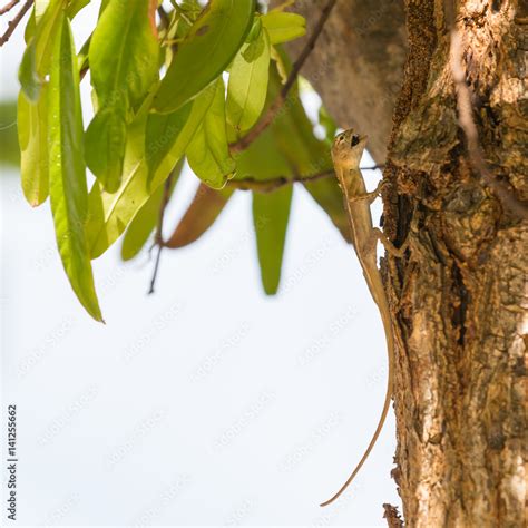 lizard eating an insect Stock Photo | Adobe Stock