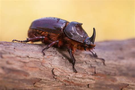 Outstandingly Interesting Facts About Rhinoceros Beetles