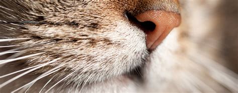 Do Cat Whiskers Grow Back? | Poultry Care Sunday