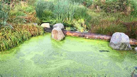 How to Keep Algae Out of Koi Pond: Expert Strategies for a Crystal ...