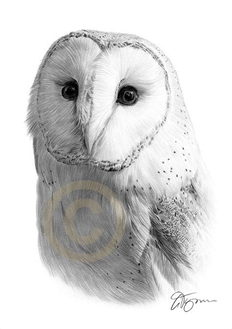 Barn Owl pencil drawing print wildlife art artwork signed | Etsy