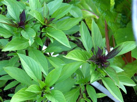 Thai Basil, Horapha, Hun Que, Anise, NON-GMO, Variety Sizes Sold, FREE ...