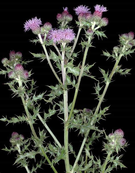 Canada Thistle – Taos SWCD