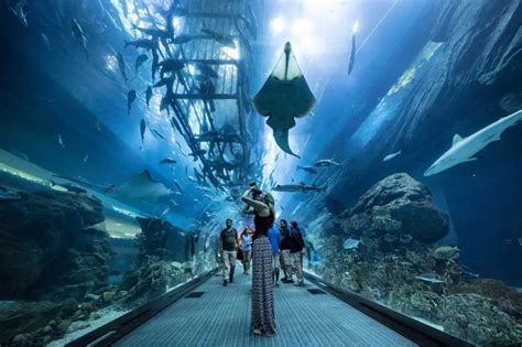 Guide to Dubai Mall Aquarium – the largest indoor aquarium in the world – Joys of Traveling