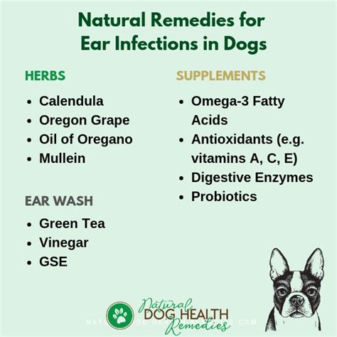 Natural Home Remedies for Dog Ear Infections