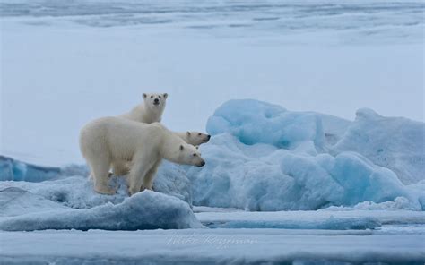 Polar bear resting on an ice floe in Svalbard, Norway. 81st parallel ...