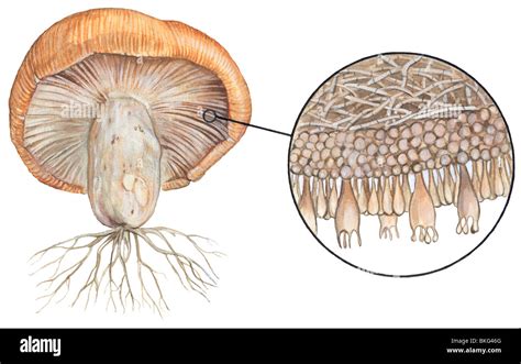 Basidiomycetes Stock Photo - Alamy