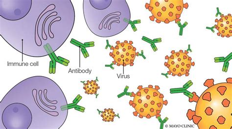 Monoclonal antibodies: Update on this COVID-19 experimental therapy - Mayo Clinic News Network