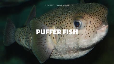 Puffer Fish - Profile | Description | Habitat | Traits | Predators ...