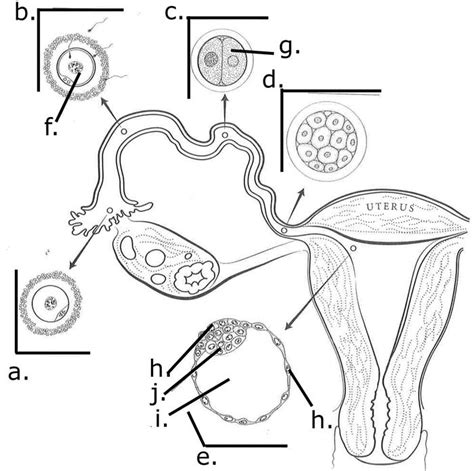 Semester 2 Female Ovulation Part 2 Diagram | Quizlet