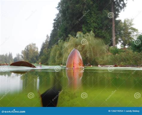 Lilly Pad stock photo. Image of holm, lilly, lake, underwater - 126219254