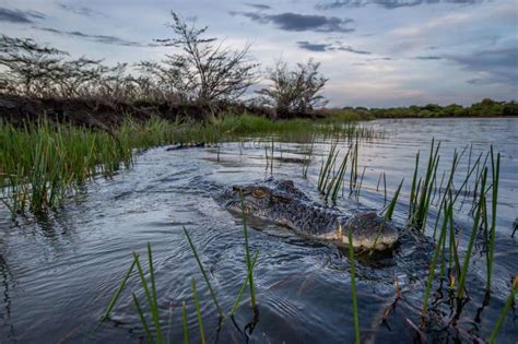 The Weird World of Crocodile Hunting in Australia! - JobbieCrew.com