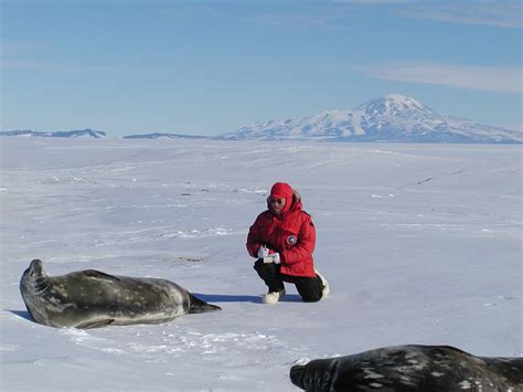 Weddell Seals Surveys | Home