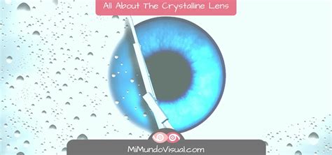 7 Questions About The Crystalline Lens - Mi Mundo Visual