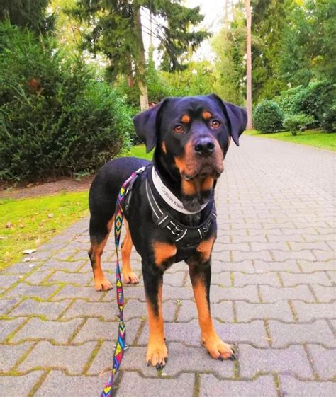 Miniature Rottweiler: All You Need to Know About the Mini Rottie