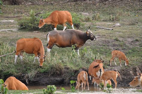 IN PICTURES: Beautiful Banteng…Iconic Rarity of Lowland Forests | Bangkok Tribune