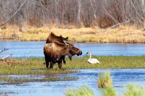 Following moose diet through the seasons - Ontario OUT of DOORS