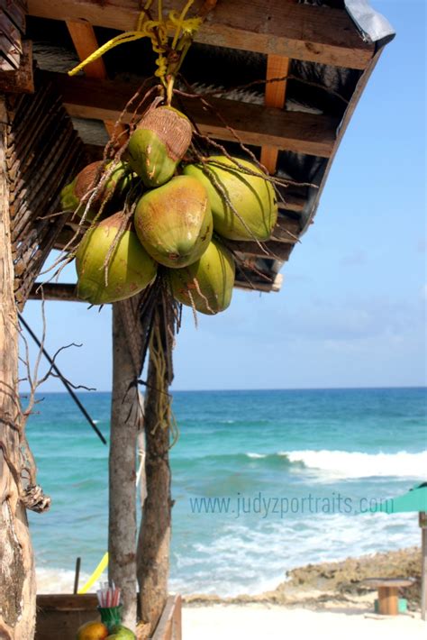 Coconuts in Cozumel | Cozumel cruise, Cozumel, Favorite places