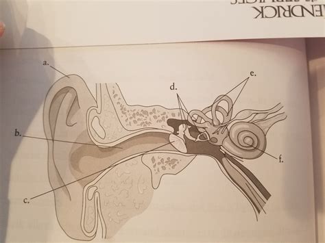 Ear diagram Diagram | Quizlet