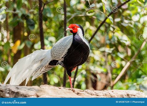 Male silver pheasant stock image. Image of head, bill - 69287539