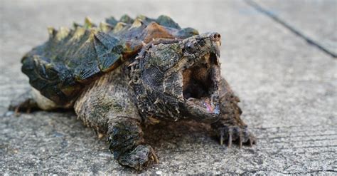 Alligator Snapping Turtle vs Common Snapping Turtle: What Are The Differences? - Wiki Point