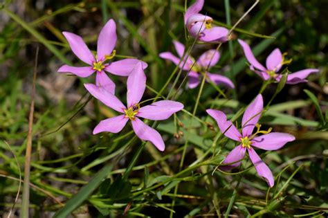 Using Georgia Native Plants: Special Plants, Special Places: Mountain Bog