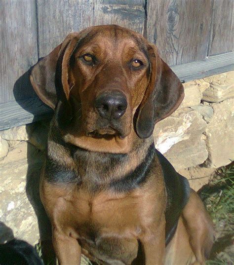 Polish Hound / Ogar Polski #Dogs #hunting | Hound dog, Dog breeds, Dogs