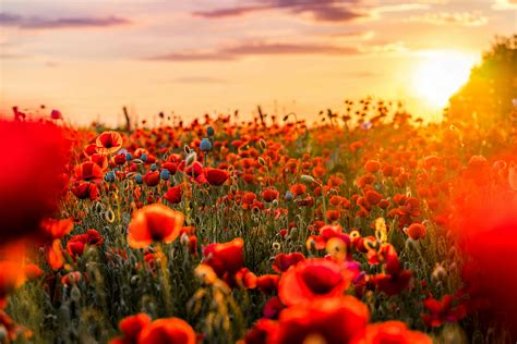 65,487+ Best Free Poppy field Stock Photos & Images · 100% Royalty-Free ...