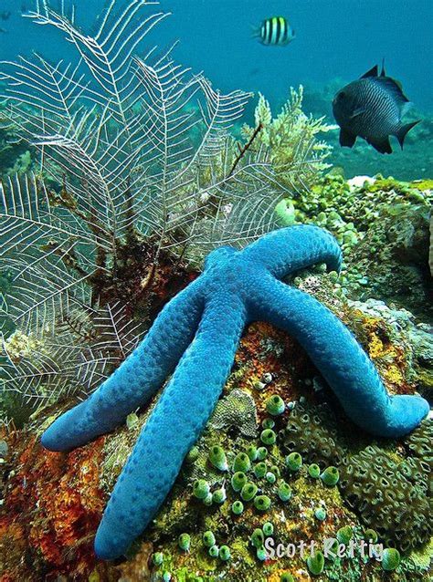 Blue Sea Star (Linckia laevigata) | Blue sea, Sea star, Underwater world