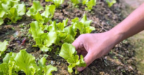 How to Grow Your Own Lettuce - Tips for Leaf and Head Types