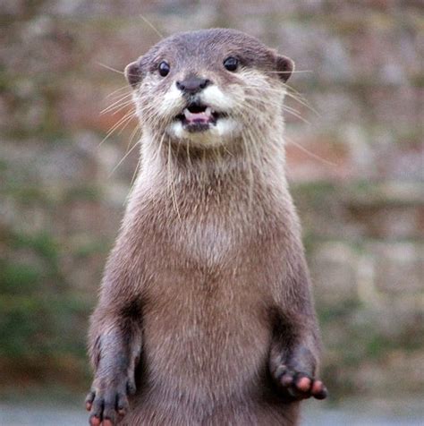 40 Cute Otter Pictures - Tail and Fur