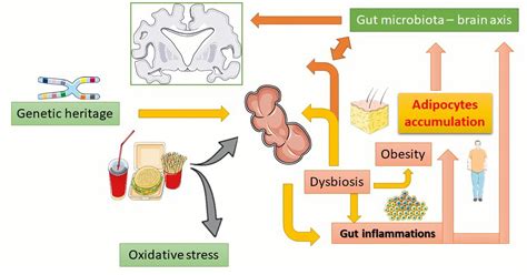 Gut Microbiota And Obesity